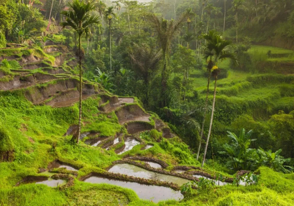 Bali 4 Nights Budget